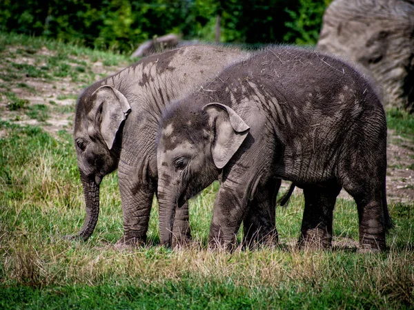 Two Baby Elephants Graze Grass — Stock Photo, Image