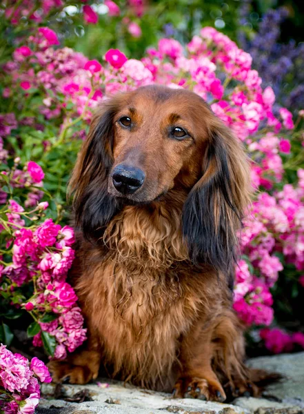 Dachshund dog in a flower garden — Stock Photo, Image