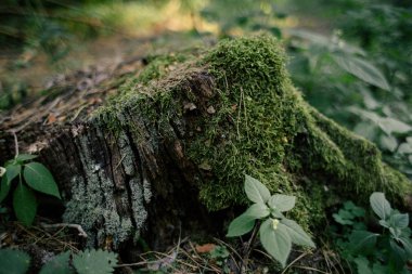 Yeşil yosun bir kenevir üzerinde