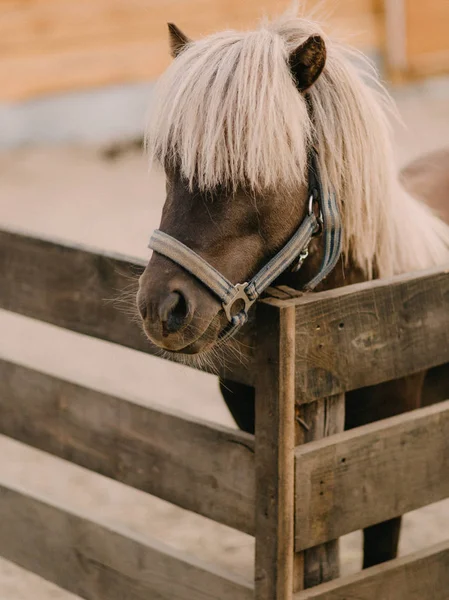 cute little pony brown