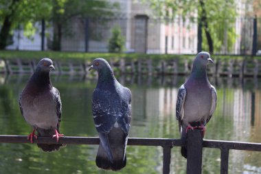 Parktaki güvercinler