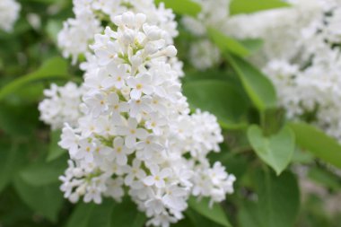 ilkbaharda çiçek açan leylak