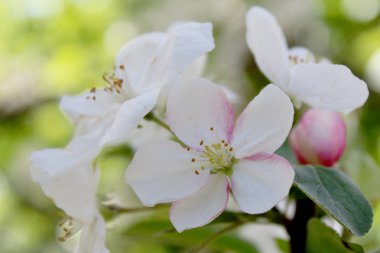 ilkbaharda çiçek açan leylak