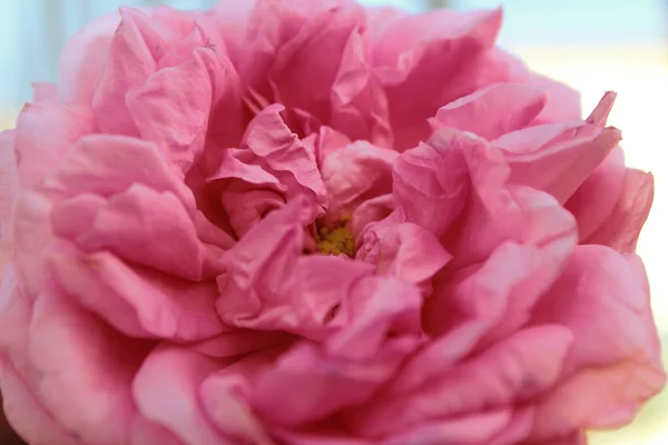 Piękne Pachnące Różowe Piwonie — Zdjęcie stockowe