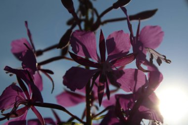 Bir buket yabani çiçek.