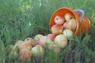  elma kırmızı tatlı doğa