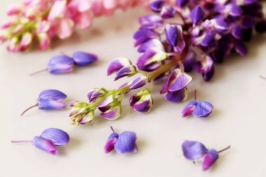 Çiçekler pembe çiçekler güzel