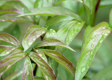 Su, çimenleri ıslatır.