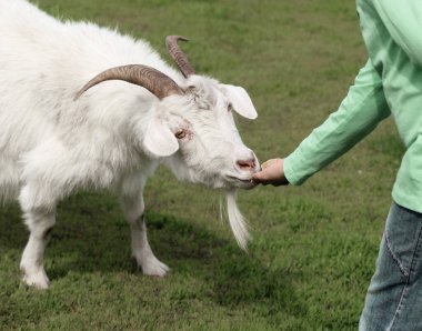 Keçi çimi yeşillik tarlası
