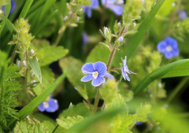 Çiçekler açar çiçekler güzel yeşil