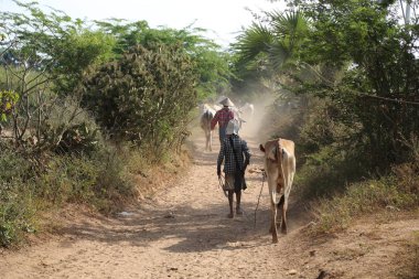 Kır hayatı, Myanmar 'ın güzel görüntüsü.
