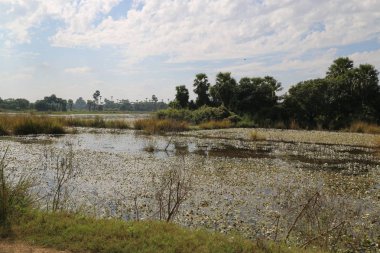 Kır hayatı, Myanmar 'ın güzel görüntüsü.
