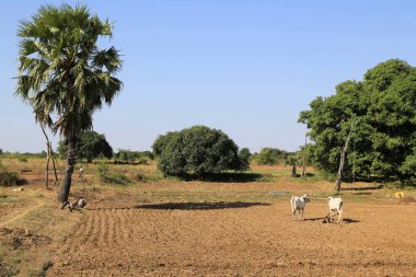Birmanya kırsalının tipik manzarası
