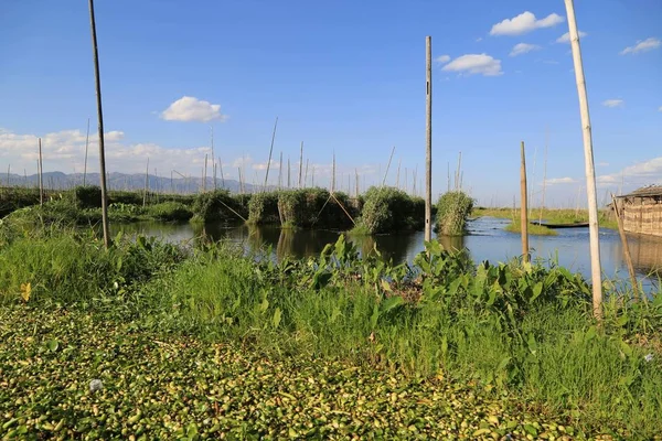 Schwimmender Garten Auf Dem Inle Lake Myanmar — Stockfoto