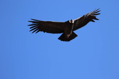 The Flight of the Condor View from Canyon De Colca