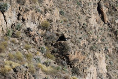 The Flight of the Condor View from Canyon De Colca