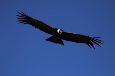 The Flight of the Condor View from Canyon De Colca