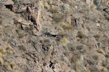 The Flight of the Condor View from Canyon De Colca