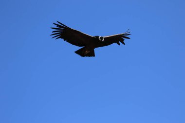 The Flight of the Condor View from Canyon De Colca