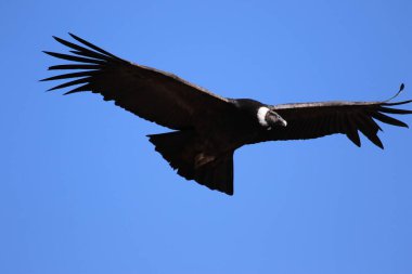 The Flight of the Condor View from Canyon De Colca