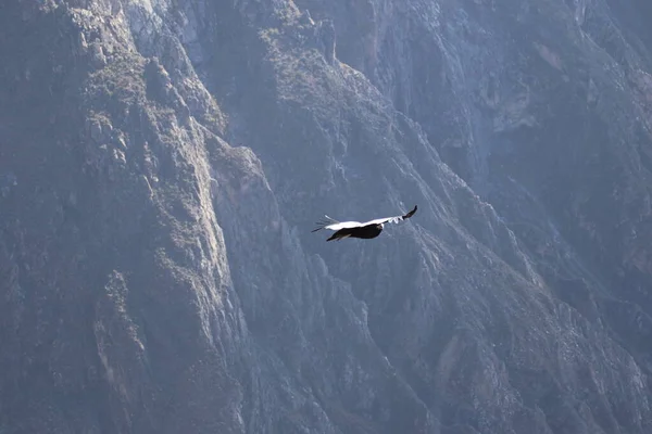 O voo da vista de Condor a partir de Canyon De Colca — Fotografia de Stock