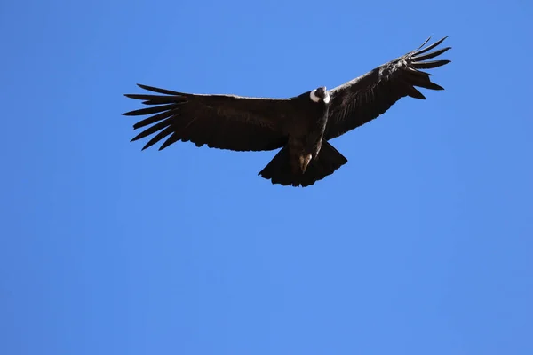 De vlucht van de Condor uitzicht vanaf Canyon De Colca — Stockfoto
