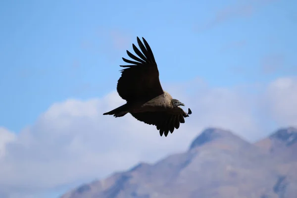 The Flight of the Condor View from Canyon De Colca — Stock Photo, Image