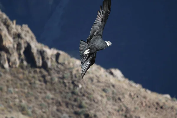 The Flight of the Condor View from Canyon De Colca — стокове фото