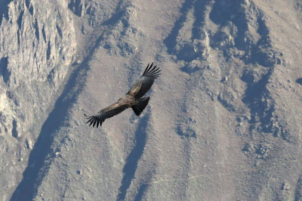 Η πτήση του Condor View από Canyon De Colca — Φωτογραφία Αρχείου