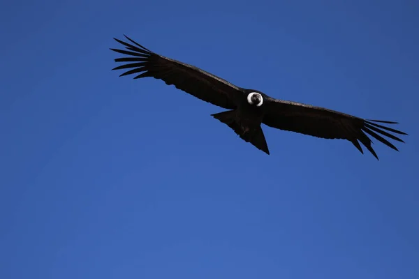 O voo da vista de Condor a partir de Canyon De Colca — Fotografia de Stock