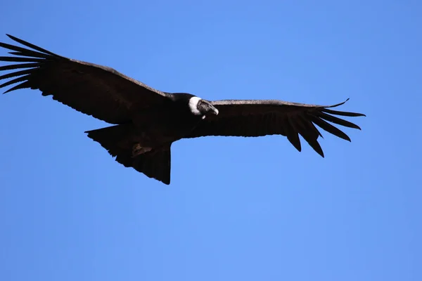 Der Flug des Condor vom Canyon De Colca aus — Stockfoto