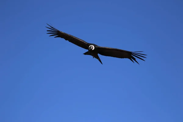 从Canyon De Colca看秃鹰的飞行 — 图库照片