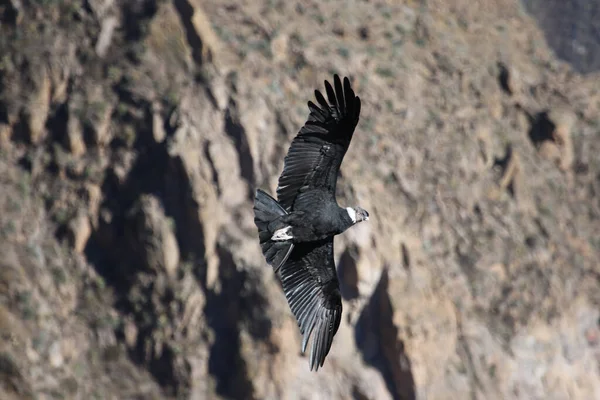 The Flight of the Condor View from Canyon De Colca — стокове фото