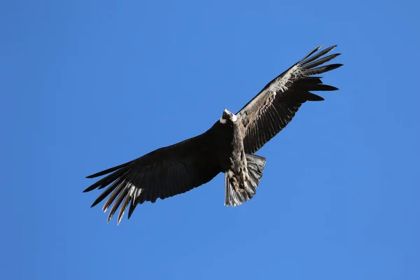 O voo da vista de Condor a partir de Canyon De Colca — Fotografia de Stock