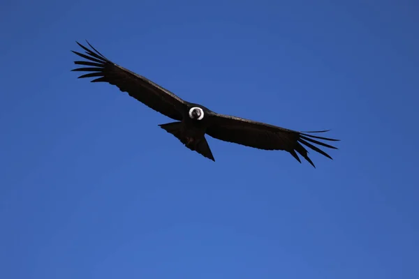 El vuelo del Cóndor Vista desde el Cañón De Colca — Foto de Stock