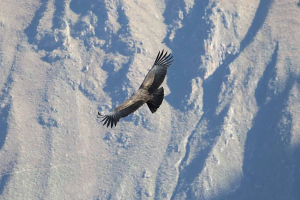 El vuelo del Cóndor Vista desde el Cañón De Colca — Foto de Stock