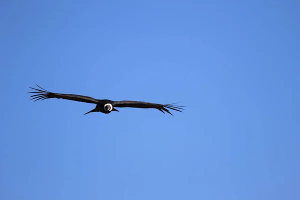 Il Volo del Condor Veduta dal Canyon De Colca — Foto Stock