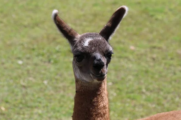 Llama no campo perto da cidade de Machu Pichu — Fotografia de Stock