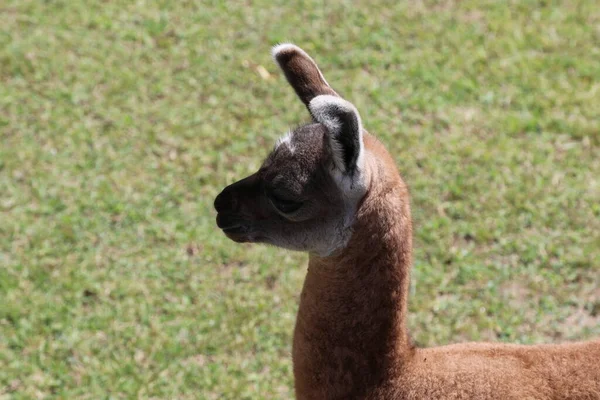 Lama nel campo vicino a Machu Pichu City — Foto Stock