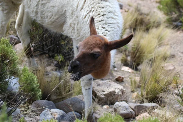 Láma az andes fennsíkon Peruban — Stock Fotó