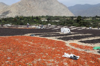 Peru, güneşte kurutulacak biber.