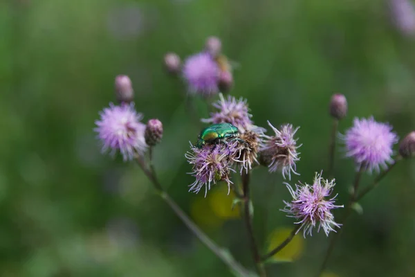 Bright green beetle on wildflowers