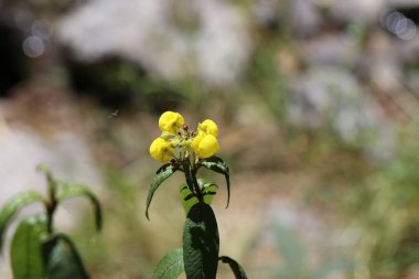 Peru 'daki Huascaran Milli Parkı' nda çiçek.