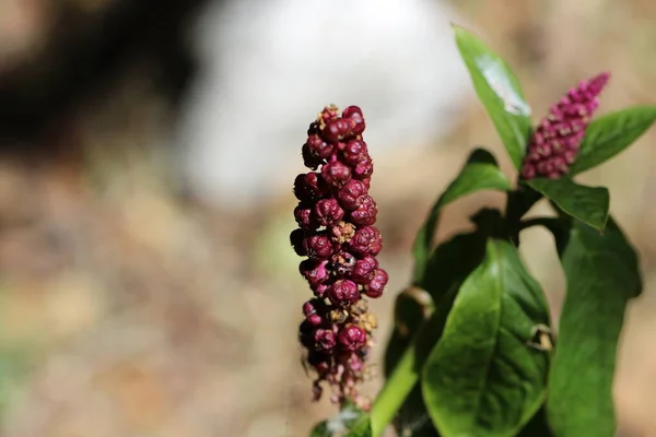 Flower in the Huascaran national park in Peru