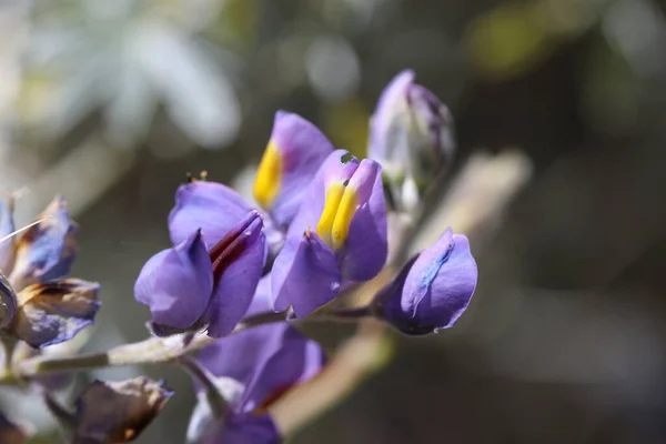 Flower in the Huascaran national park in Peru