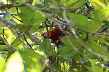 Kosta Rika 'daki Corcovado Park' ında papağan.