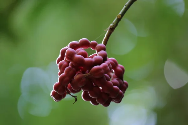 Kosta Rika 'daki Corcovado parkında egzotik meyveler
