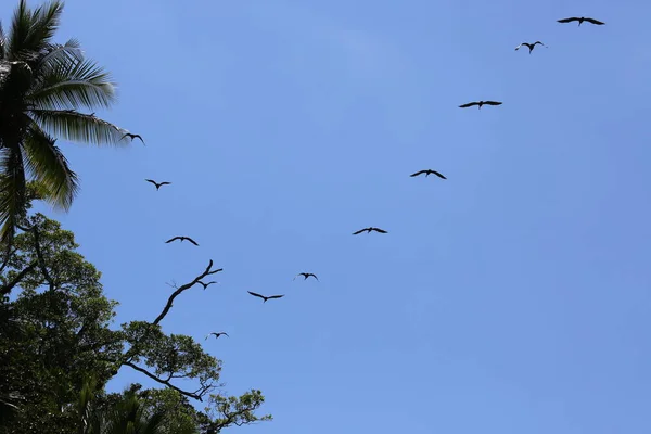 Pelikánok repülnek, a Costa Ricai Corcovado parkban. — Stock Fotó