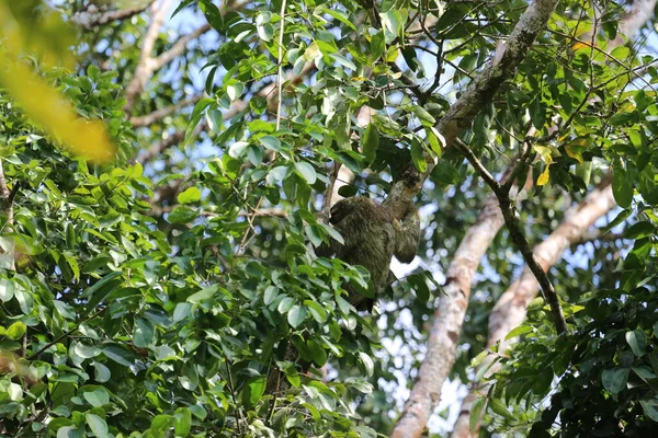 Sloth in the Corcovado park in Costa Rica