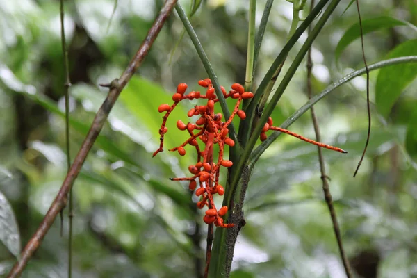 Wild berries in the Monteverde park in Costa Rica — Stock Photo, Image